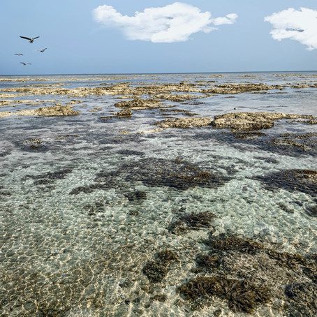 The ultimate guide to the Havelock Island, Andaman and Nicobar!